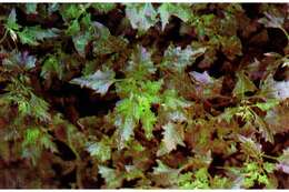 Image of Red Goosefoot