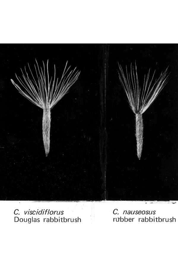 Image of rabbitbrush