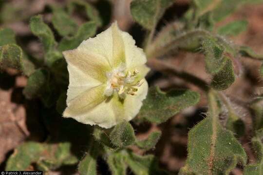 Image de Chamaesaracha sordida (Dun.) A. Gray