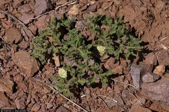 Image de Chamaesaracha sordida (Dun.) A. Gray