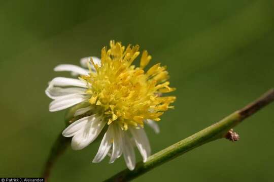 Image de Chloracantha spinosa (Benth.) G. L. Nesom