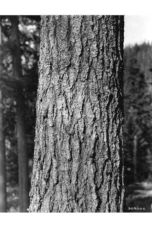 Image of Giant Fir