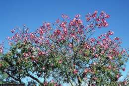 Image of Pink kapok tree