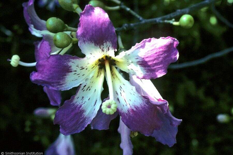 Image de Ceiba speciosa (A. St.-Hil., A. Juss. & Cambess.) P. Ravenna