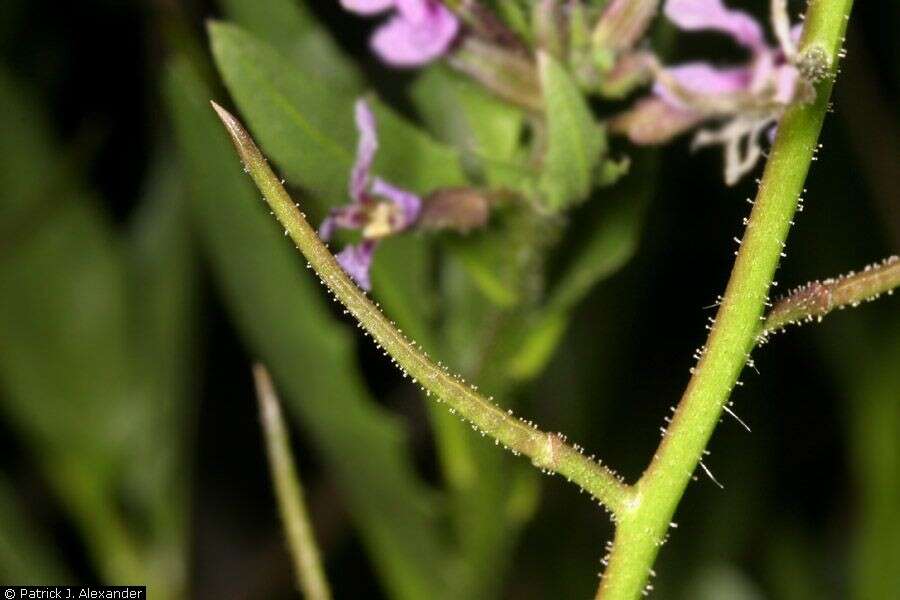 Image of chorispora