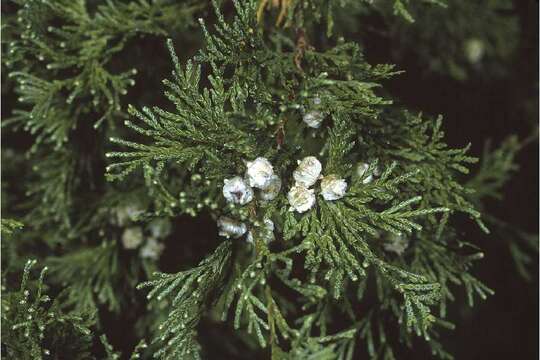 Image of Atlantic White Cedar