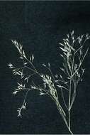 صورة Agrostis mertensii Trin.