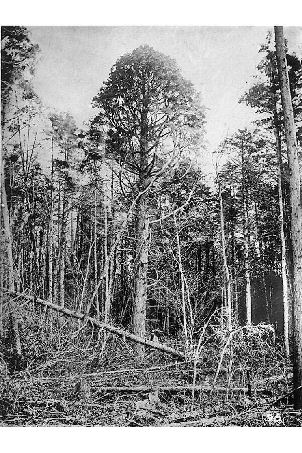 Image of Atlantic White Cedar