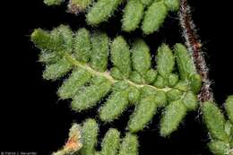 Image of Woolly lipfern