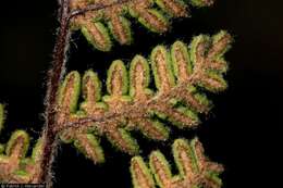 Image of Woolly lipfern