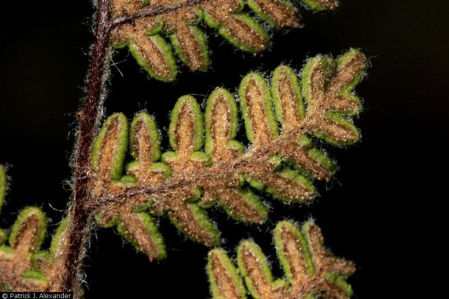 Image of Woolly lipfern