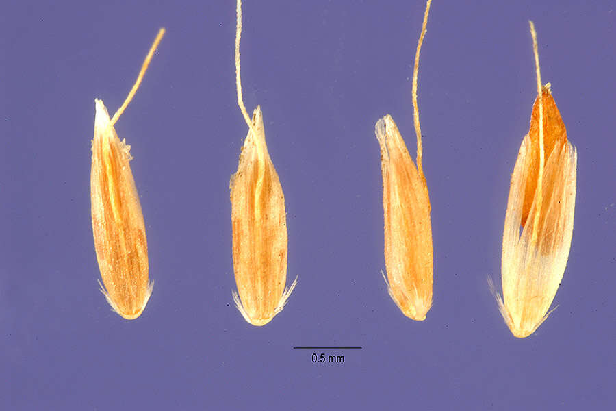 Image of northern bentgrass