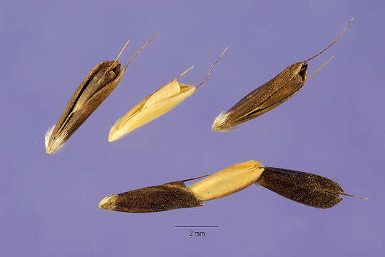 Image of Australian windmill grass