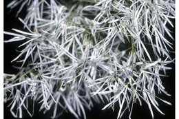 Image of American Fringe Tree