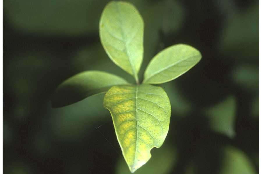 Plancia ëd Chionanthus virginicus L.