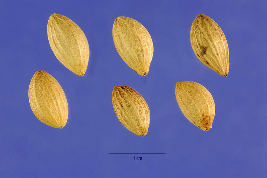 Plancia ëd Chionanthus virginicus L.