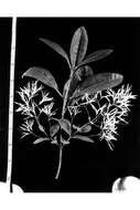 Image of American Fringe Tree