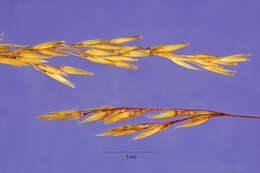 Image of bentgrass