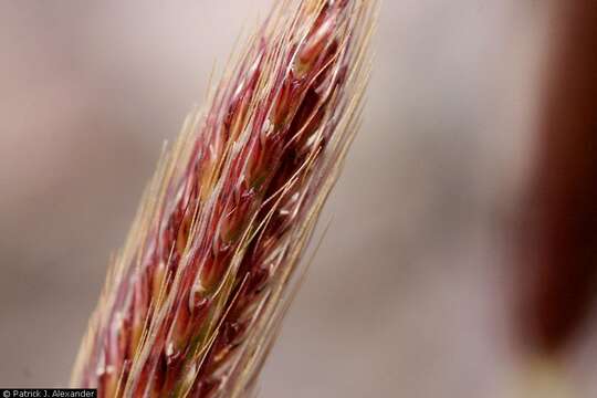 Image of feather fingergrass