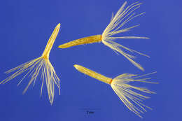 Image of yellow rabbitbrush