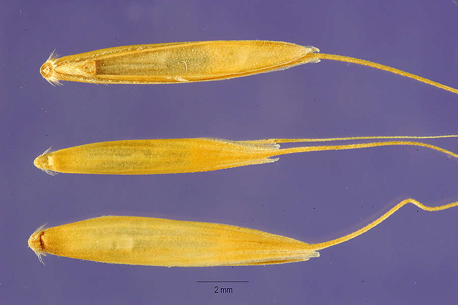 Image of bearded couch-grass