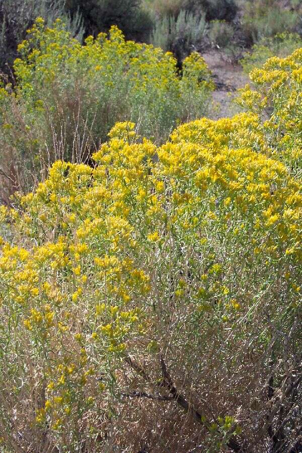 Image of yellow rabbitbrush