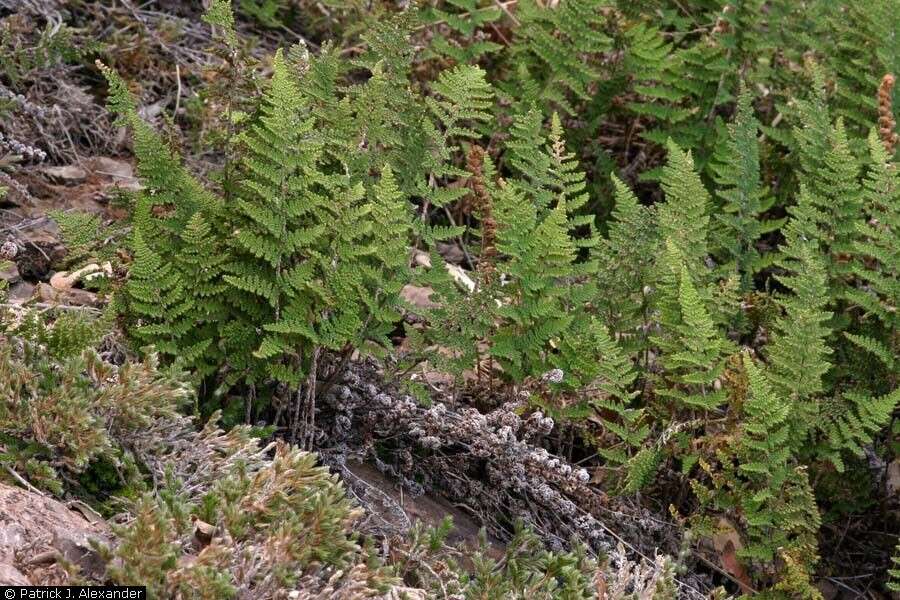 Image of beaded lipfern