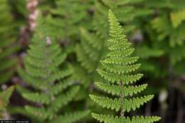 Image of beaded lipfern