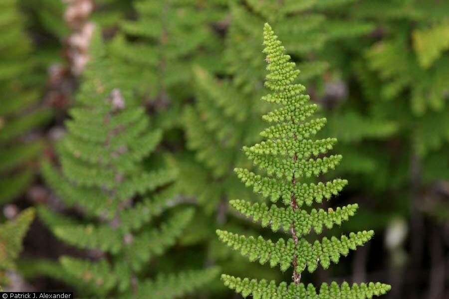 Image of beaded lipfern