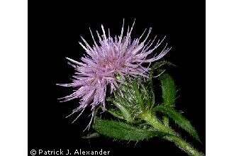 Image of tall thistle