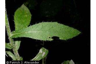 Image of tall thistle