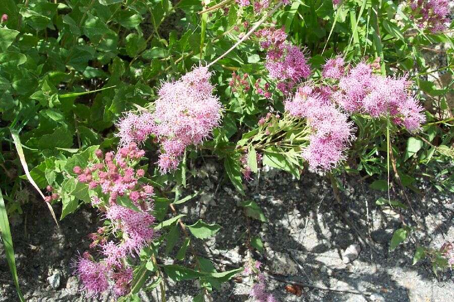 Image de Ageratum corymbosum Zucc.