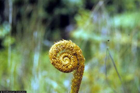 Image of Cibotiaceae