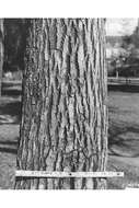 Image of Camphor laurel