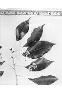 Image of Camphor laurel