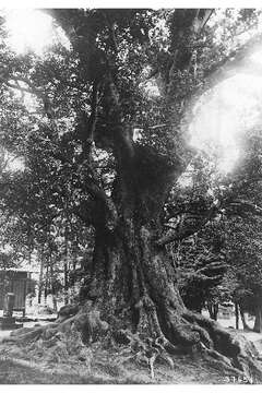 Image of Camphor laurel