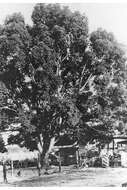 Image of Camphor laurel