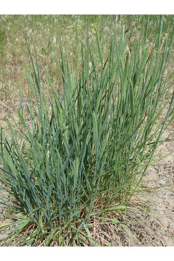 Image of wheatgrass