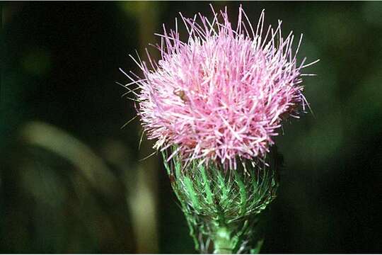 Image of yellow thistle