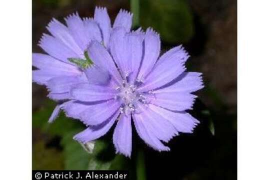 Image of chicory