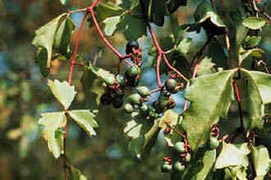 Cissus trifoliata (L.) L. resmi