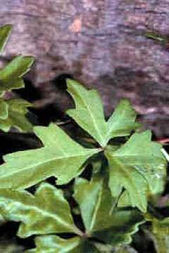 Cissus trifoliata (L.) L. resmi