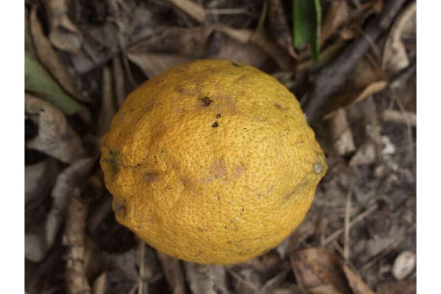 Image of rough lemon