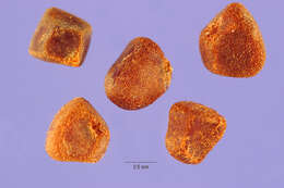 Image of common gum cistus
