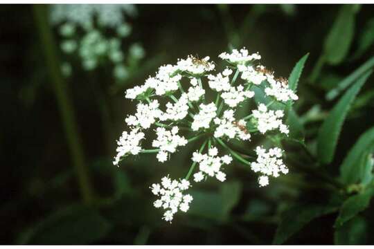 Image of spotted water hemlock