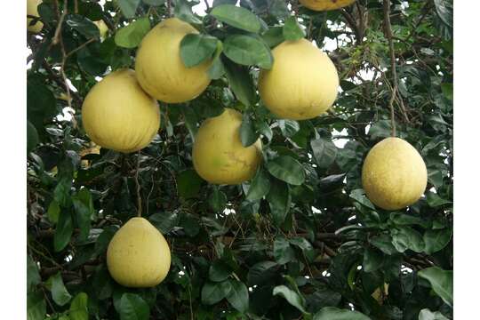 Citrus grandis (L.) Osbeck resmi