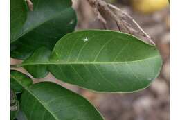 Image of Ponderosa lemon