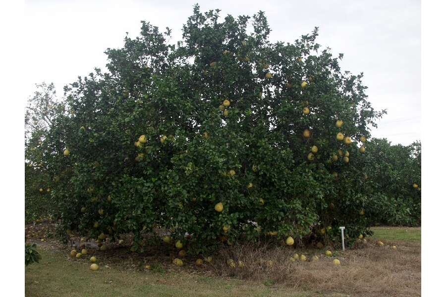Citrus grandis (L.) Osbeck resmi