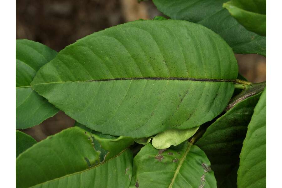 Image of Rutaceae