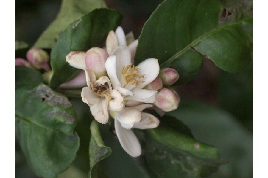 Image of Rutaceae